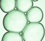 SALICYLIC ACID