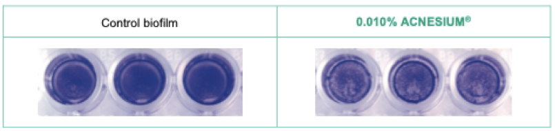 Phylobioma
