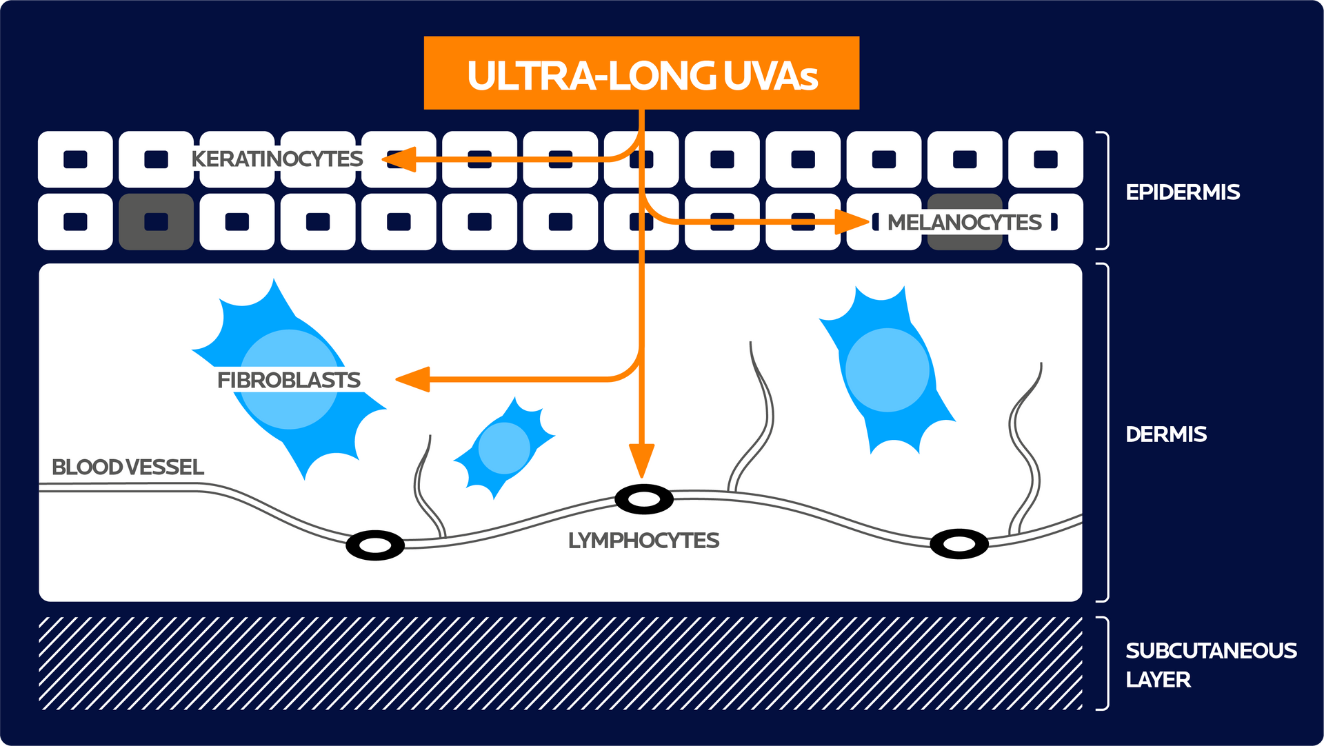 SKIN LAYERS AND ULTRA-LONG UVAs' IMPACTS