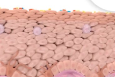 skin-cross-sections-article-banner
