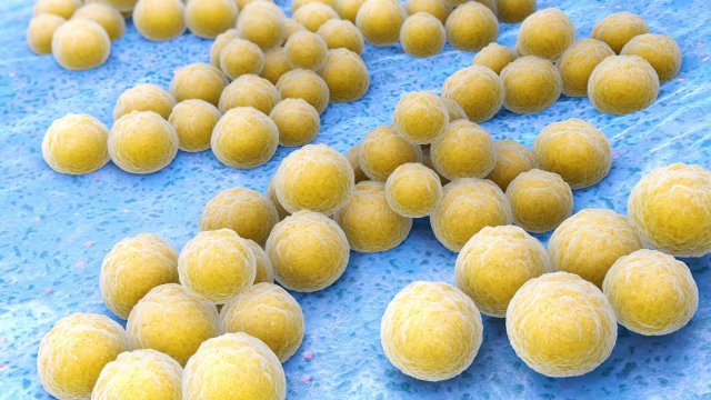 Dermacademy Challenge - Quiz #5 Staphylococci