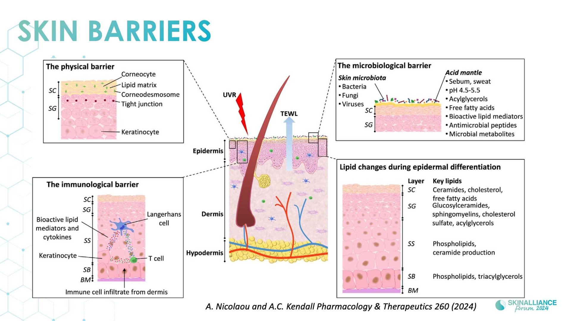 Overview of skin barrier structure and function