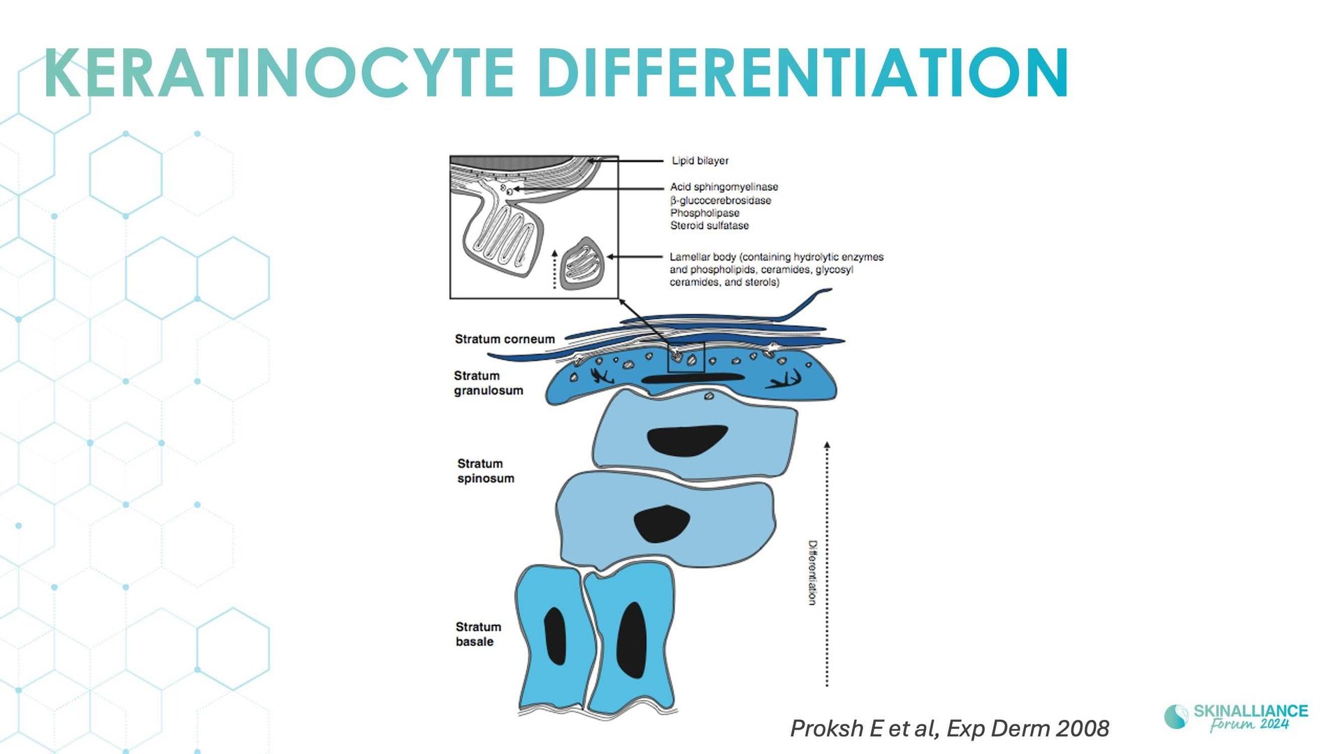 Overview of skin barrier structure and function