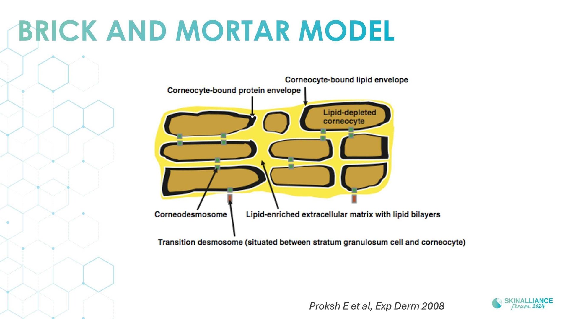 Overview of skin barrier structure and function