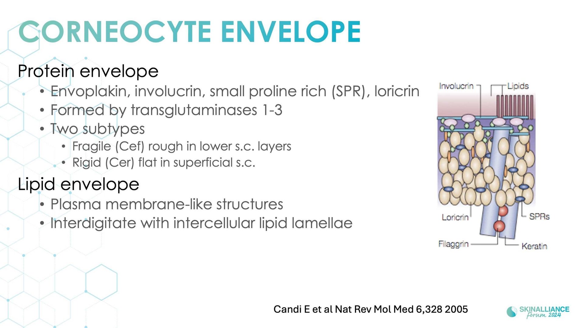 Overview of skin barrier structure and function