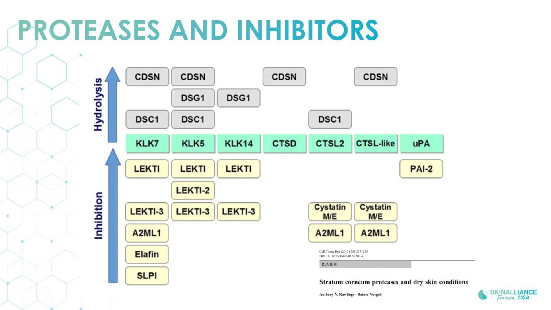Overview of skin barrier structure and function