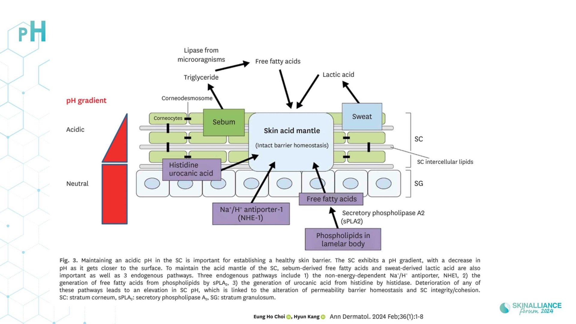 Overview of skin barrier structure and function