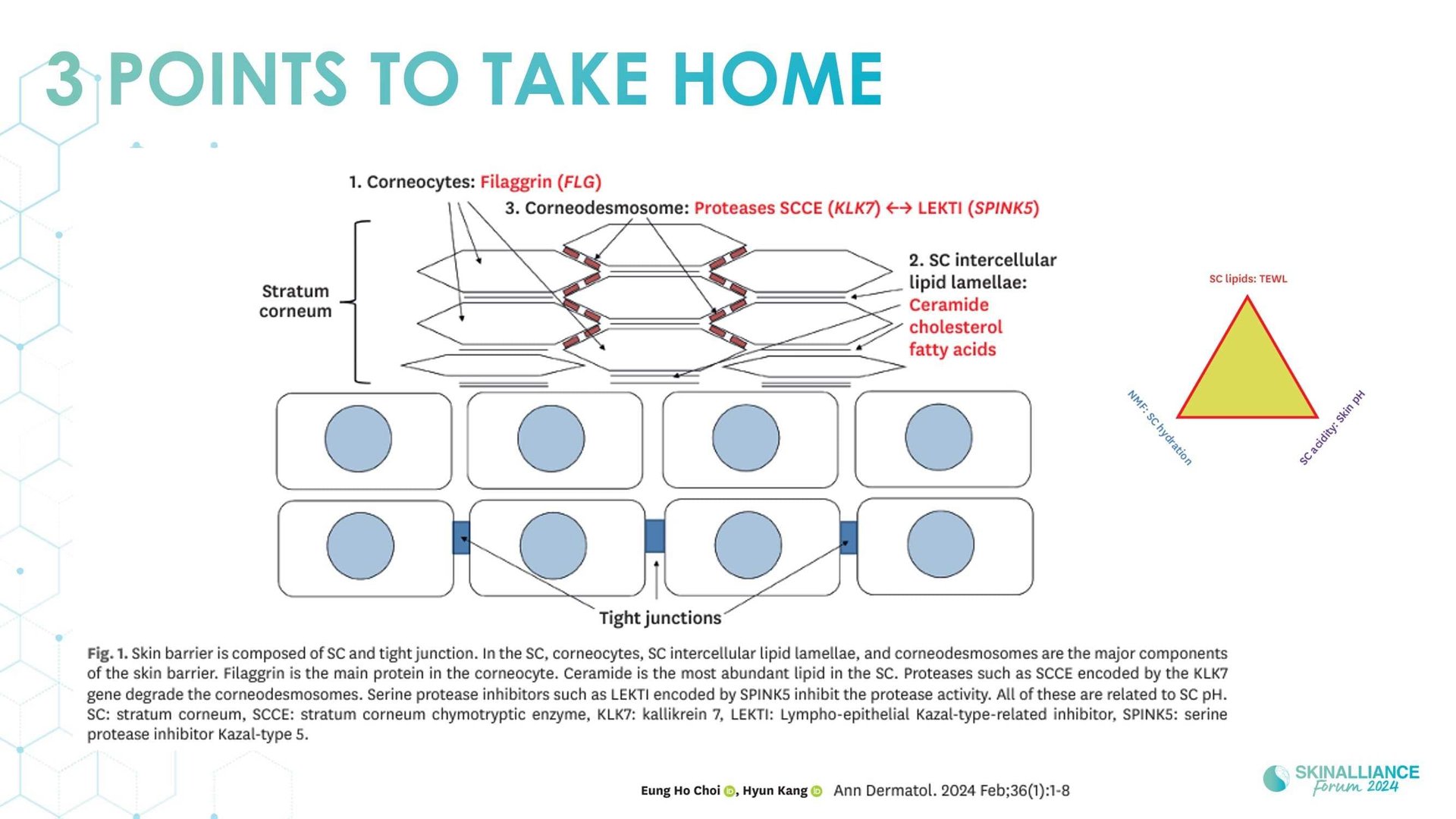 Overview of skin barrier structure and function