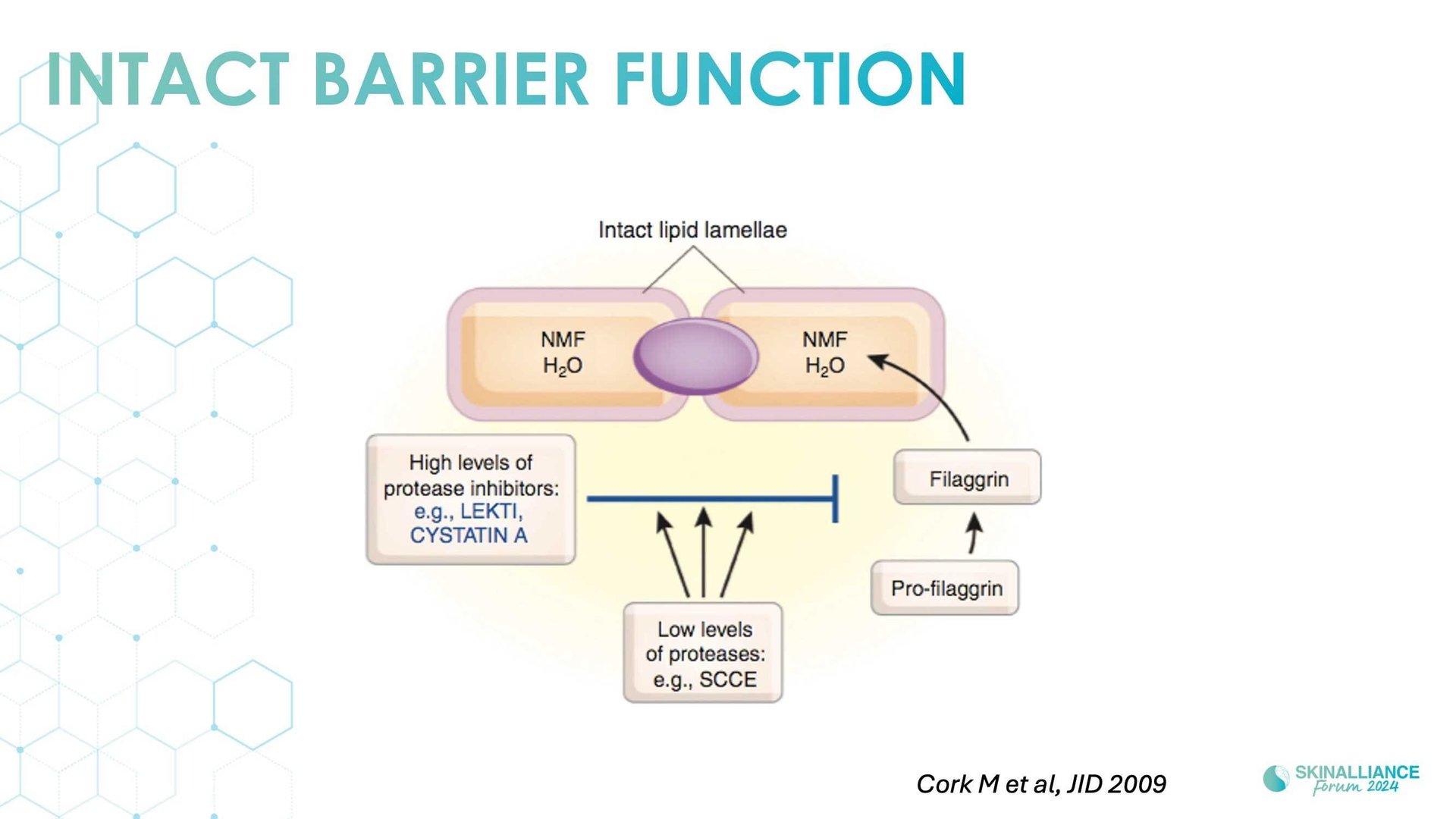 Overview of skin barrier structure and function