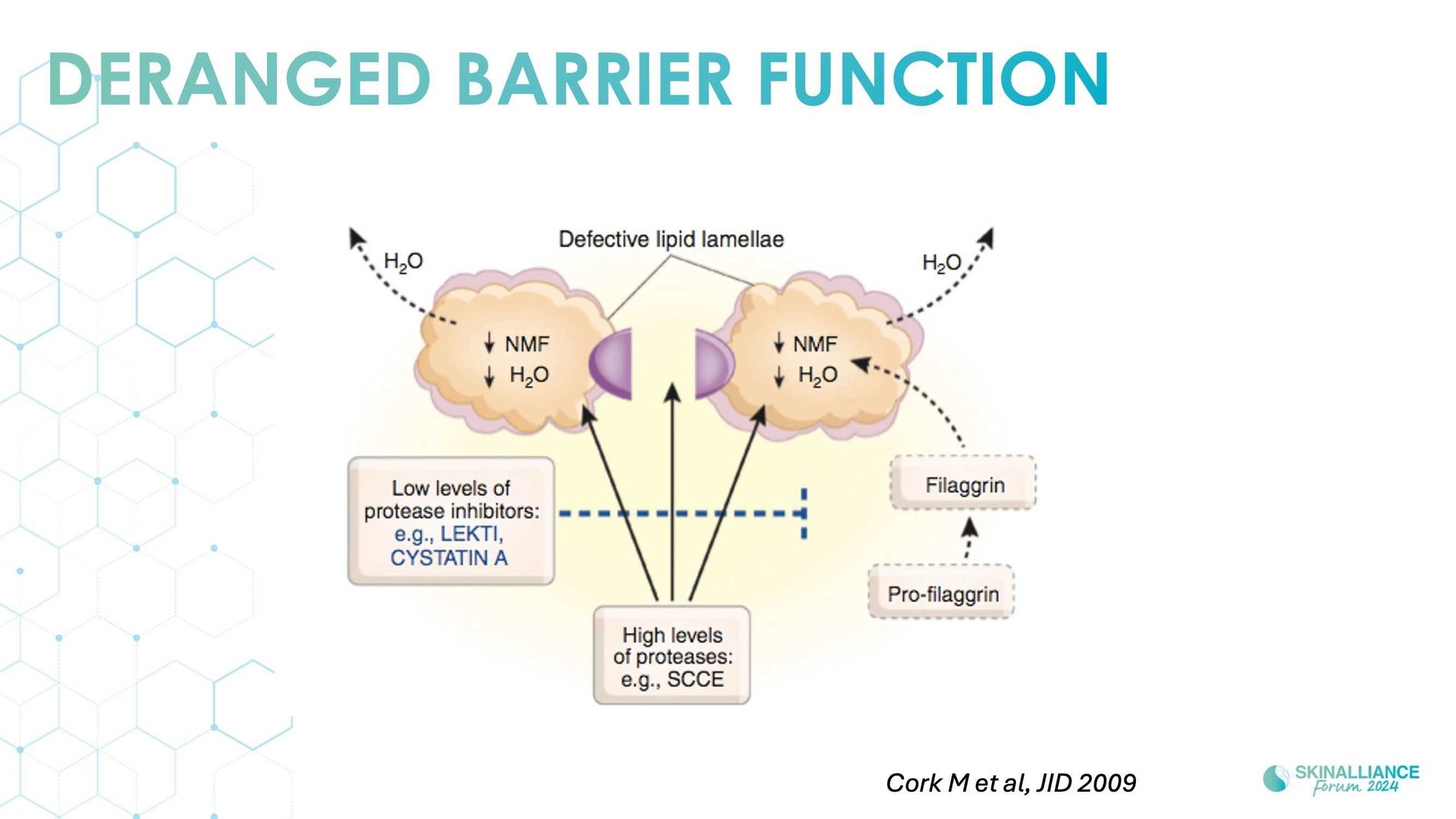 Overview of skin barrier structure and function