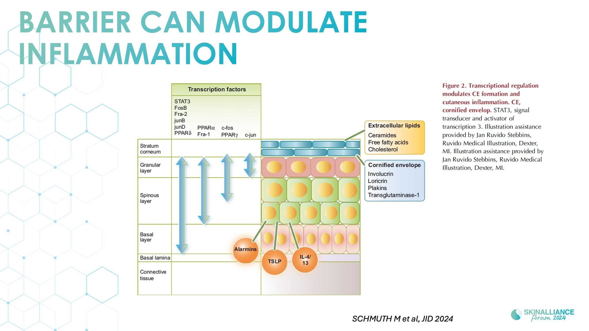 Overview of skin barrier structure and function