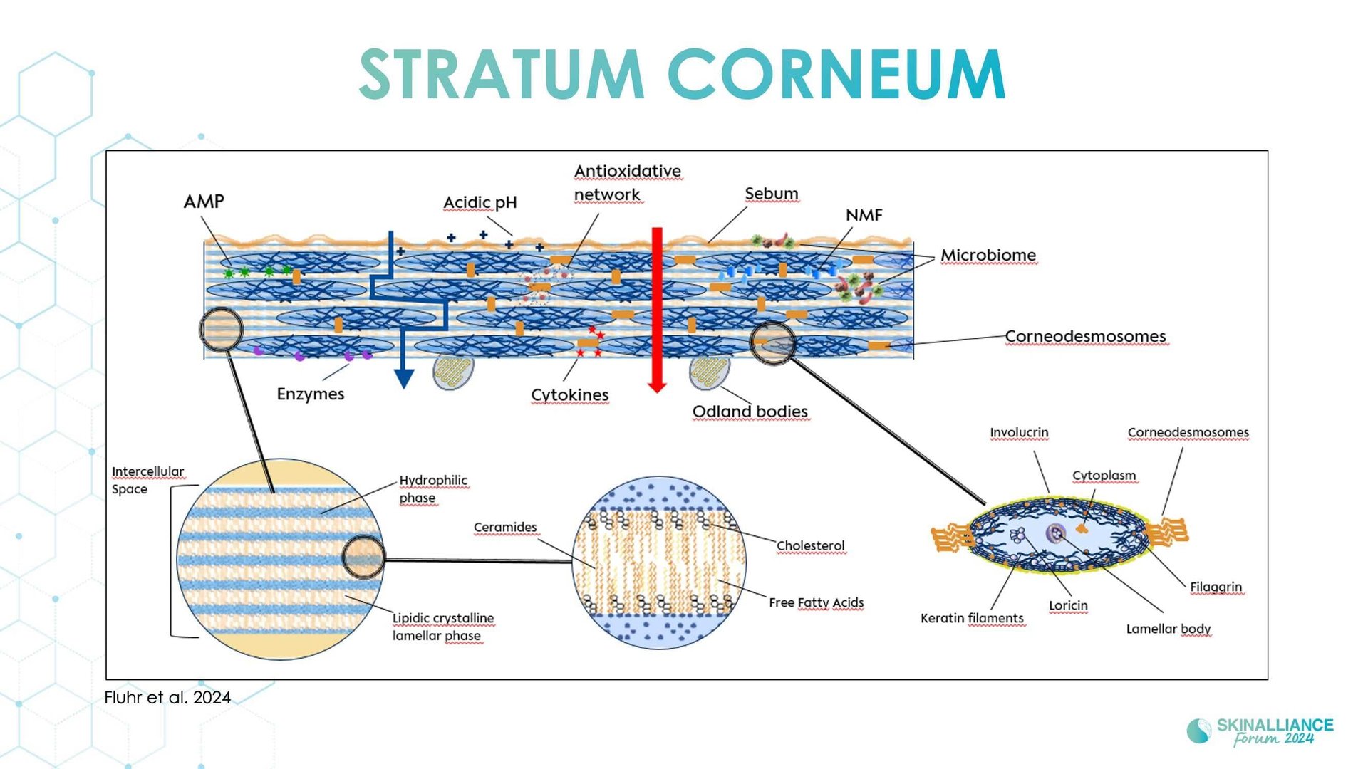 Mature xerosis alterations in barrier structure, function, and composition with age