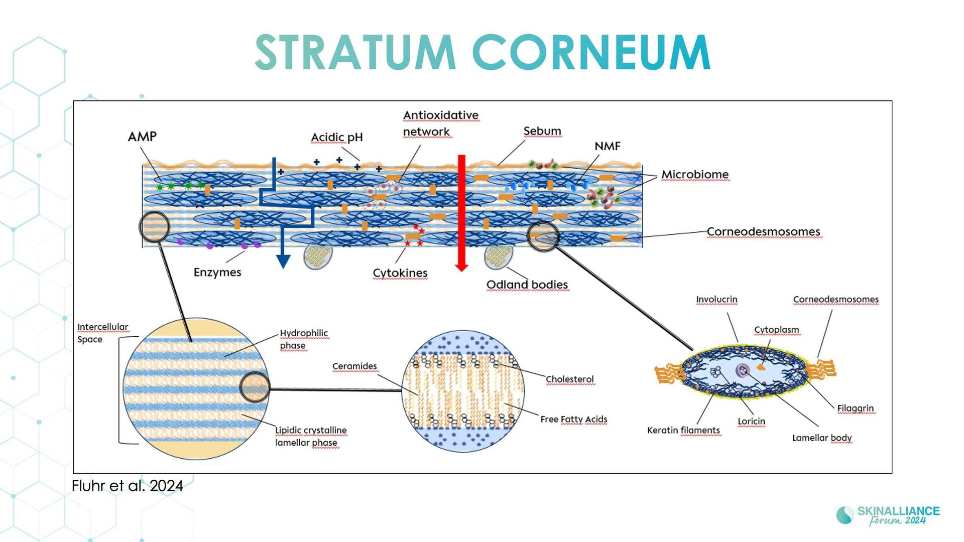Mature xerosis alterations in barrier structure, function, and composition with age