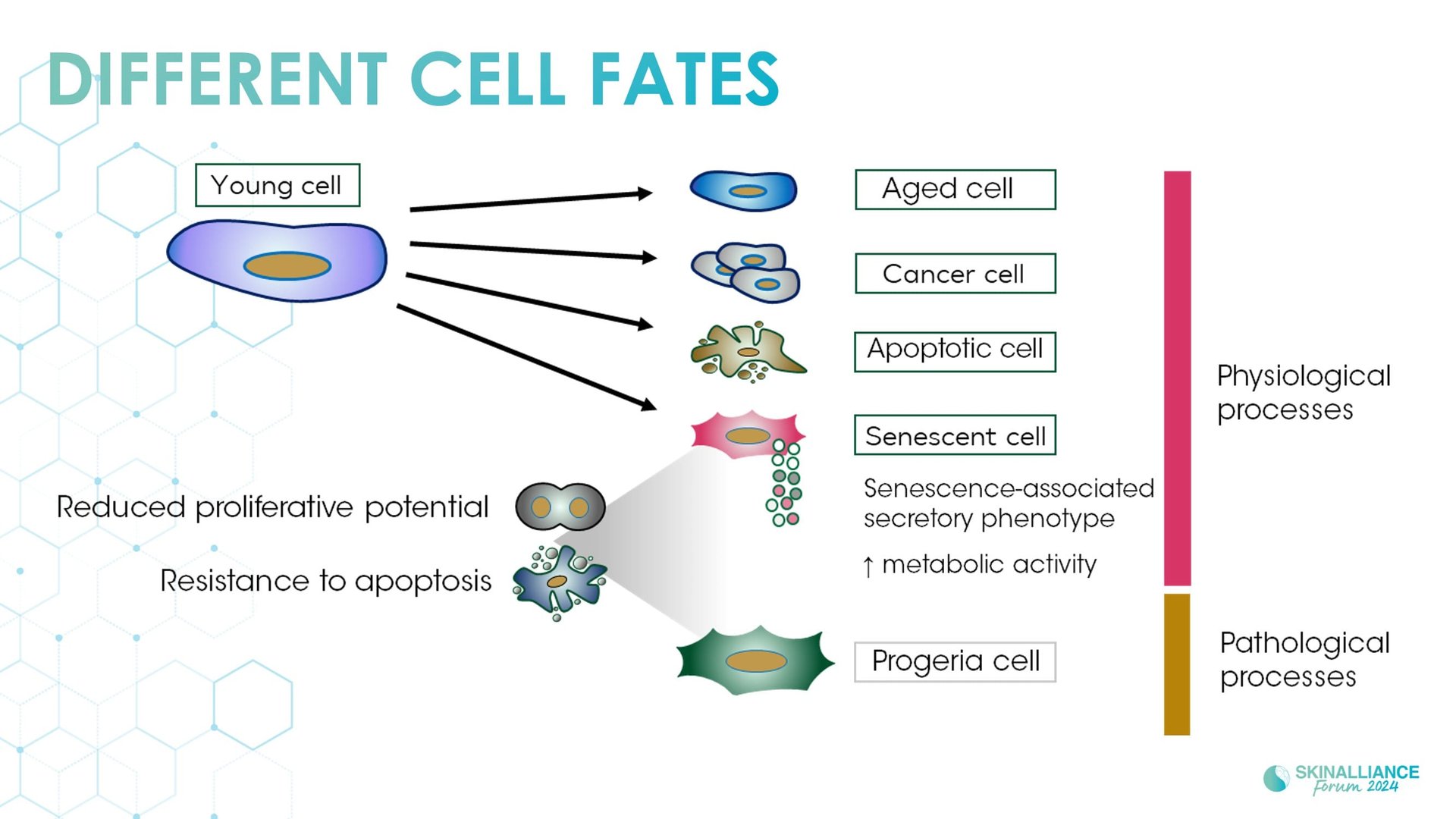 Regenerative/Cellular Senescence