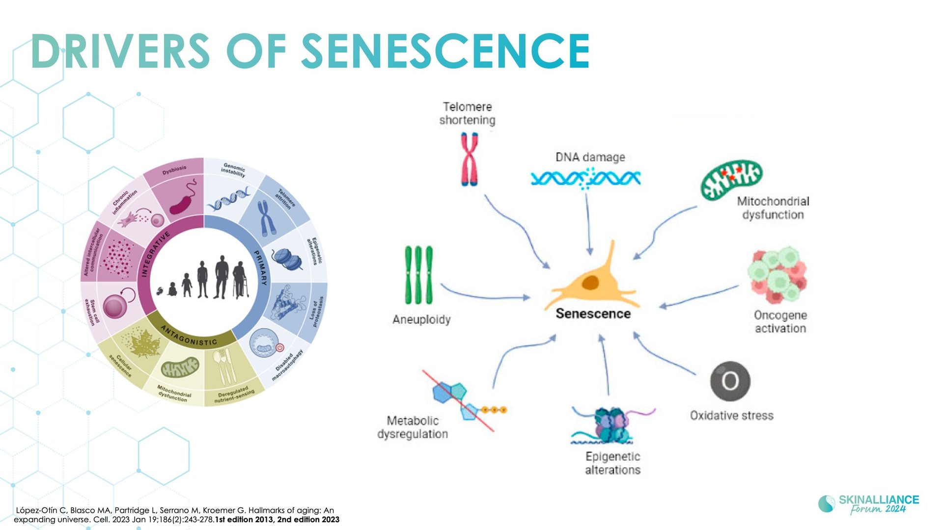 Regenerative/Cellular Senescence