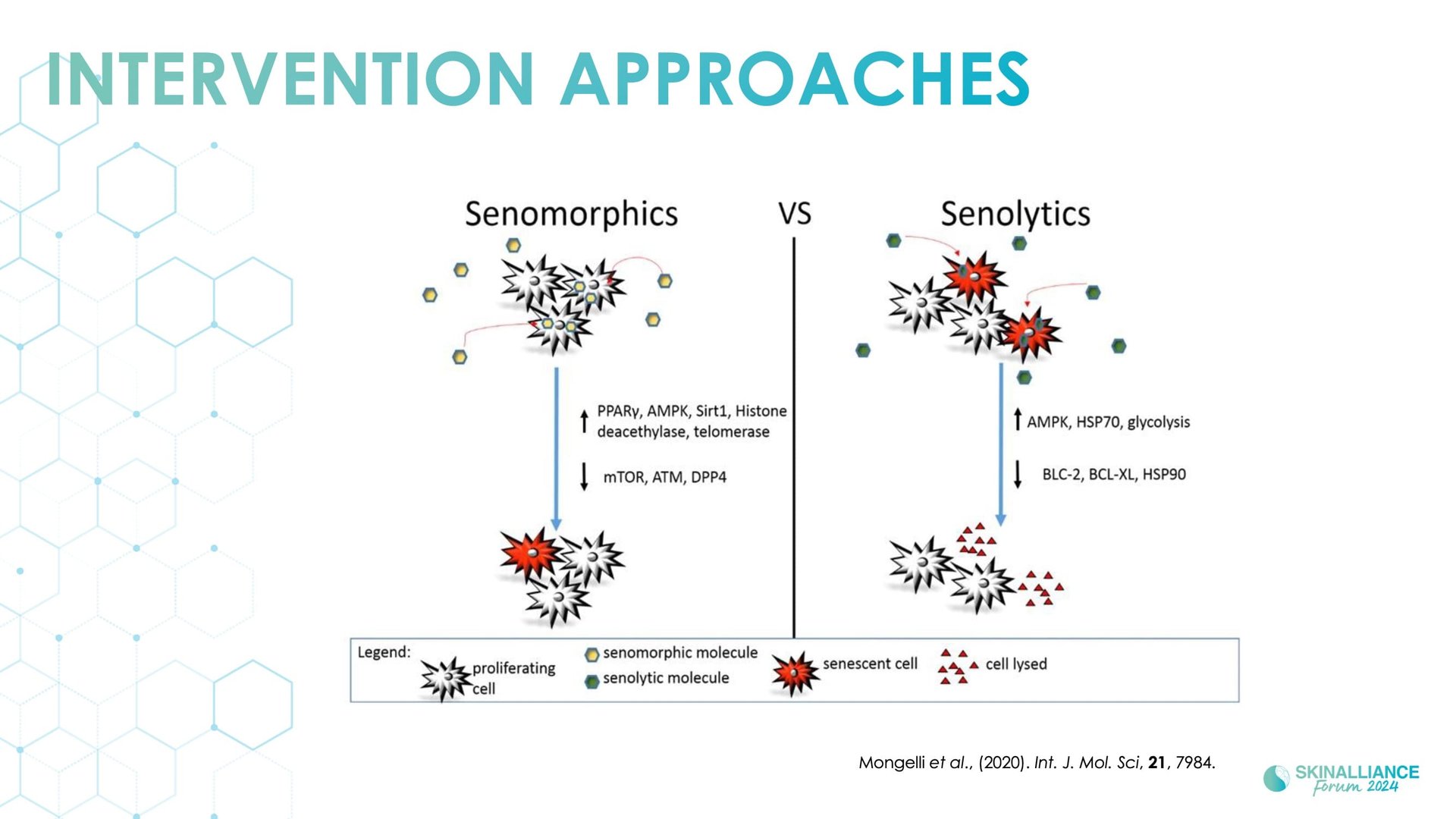 Regenerative/Cellular Senescence