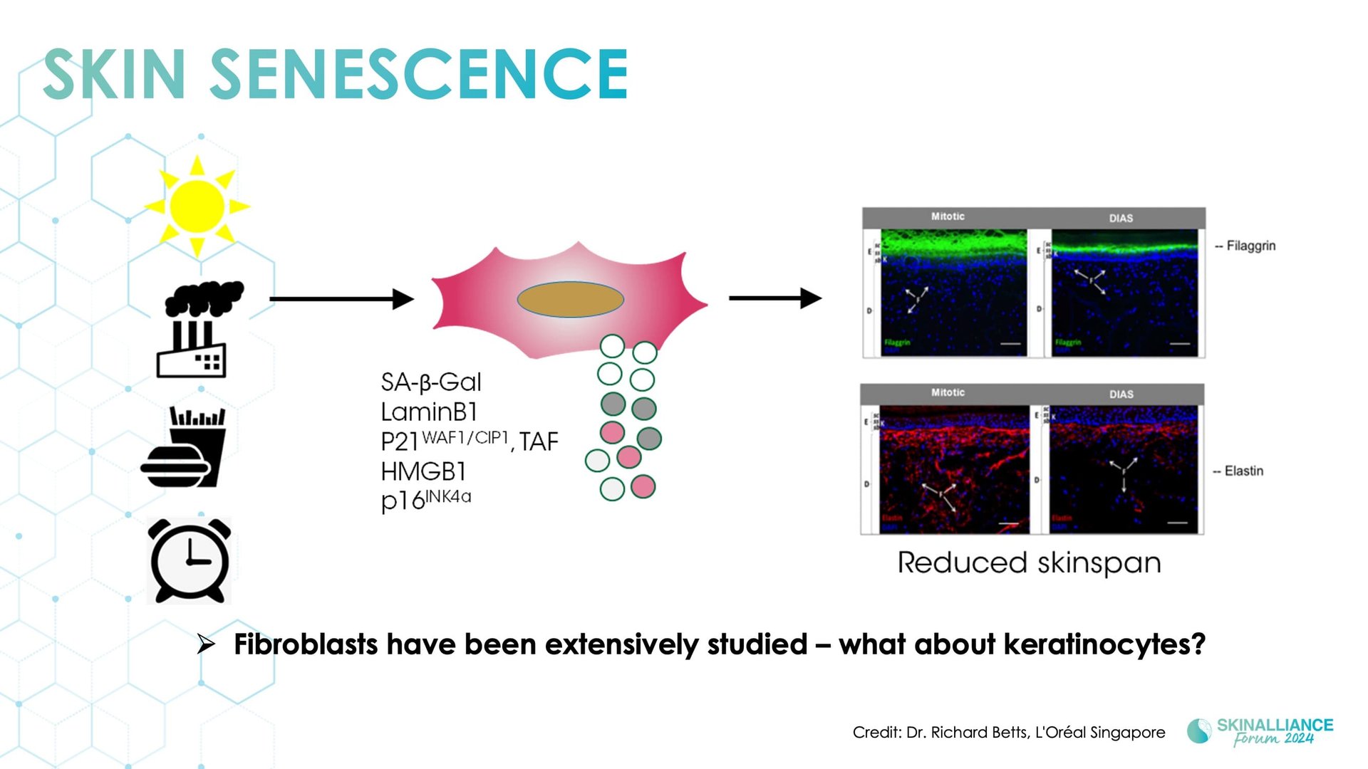 Regenerative/Cellular Senescence
