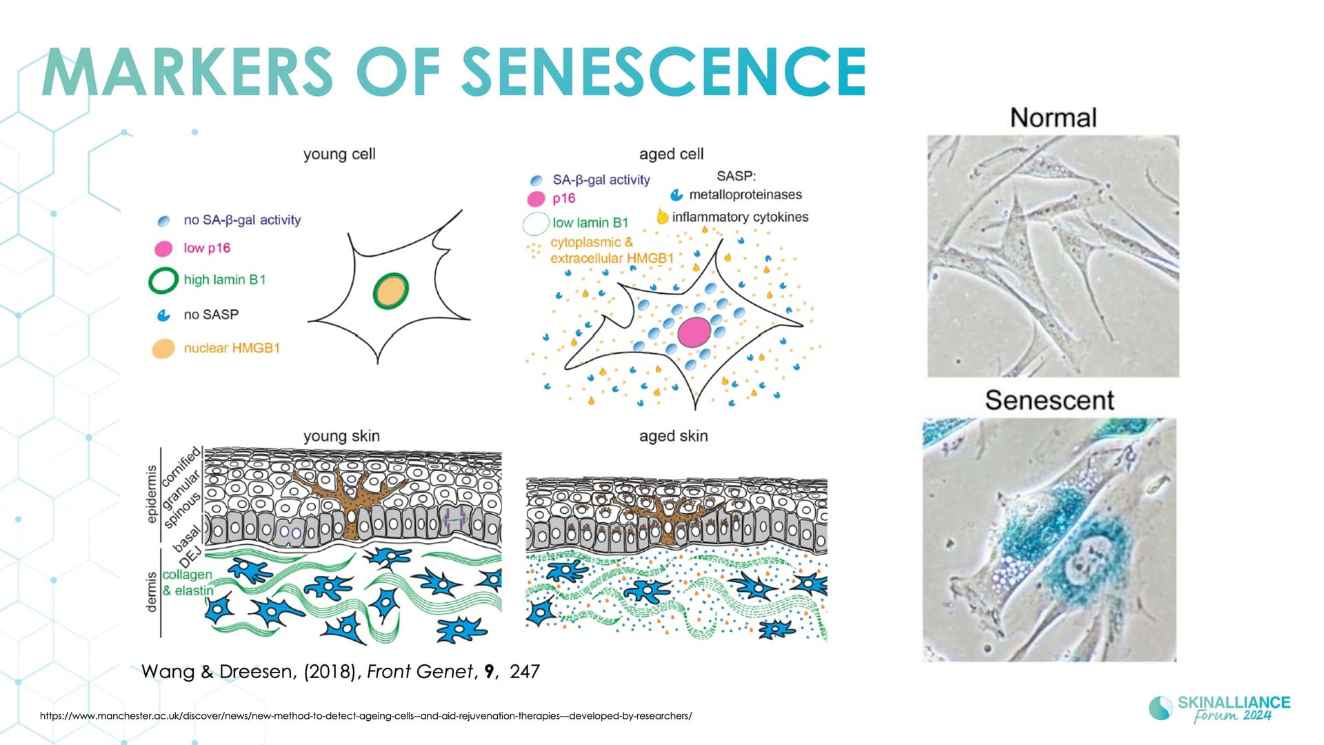 Regenerative/Cellular Senescence