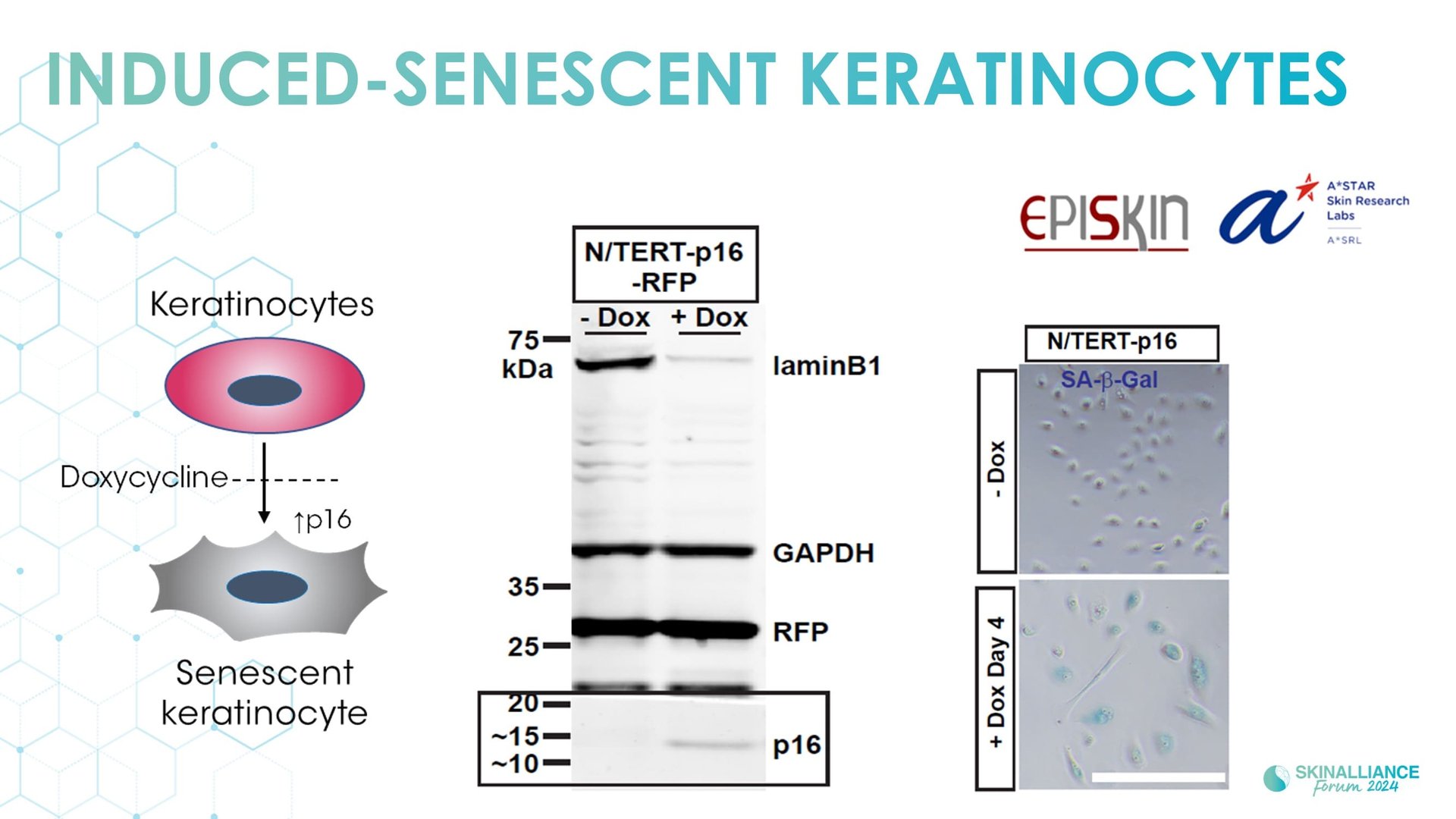 Regenerative/Cellular Senescence