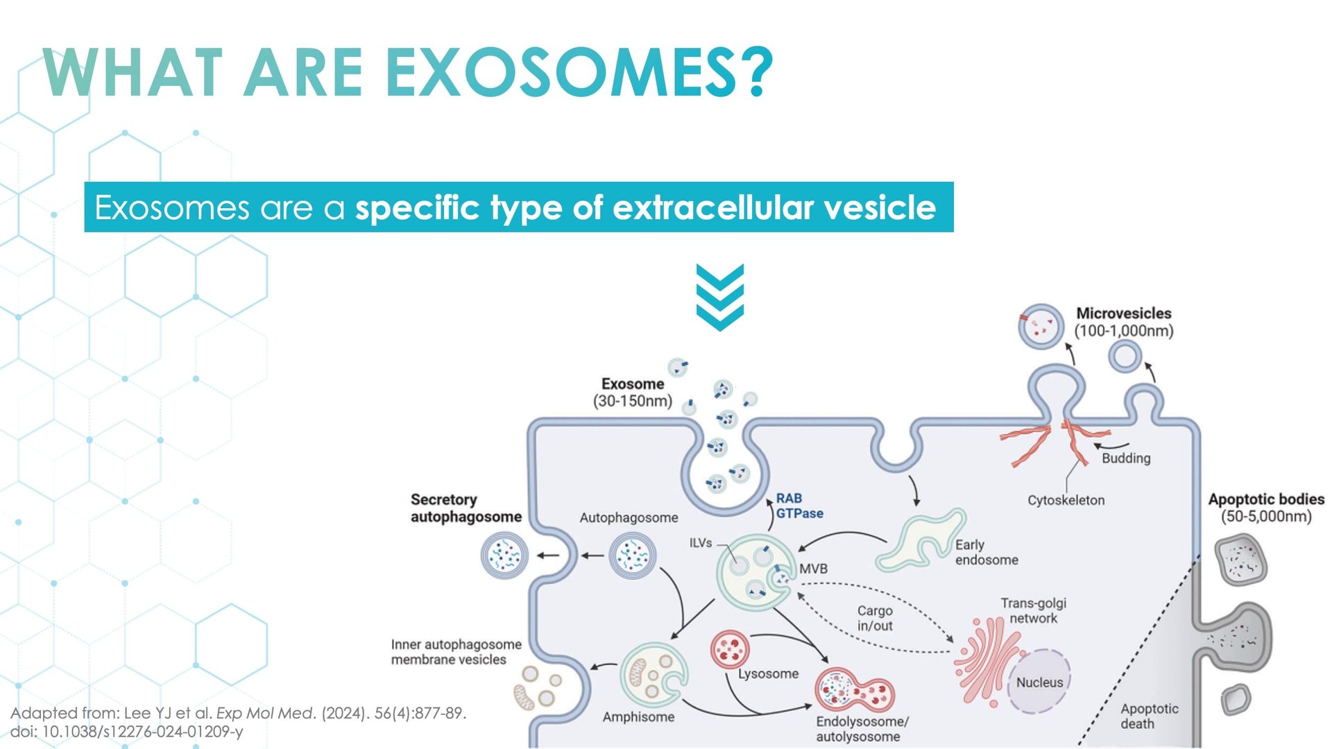 Exosomes