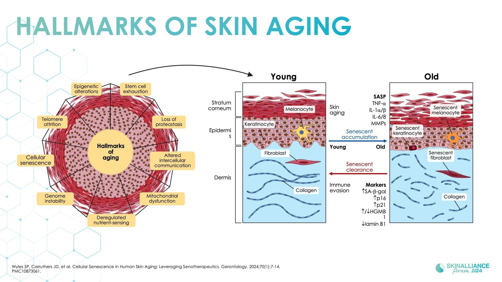 Exosomes and skin longevity