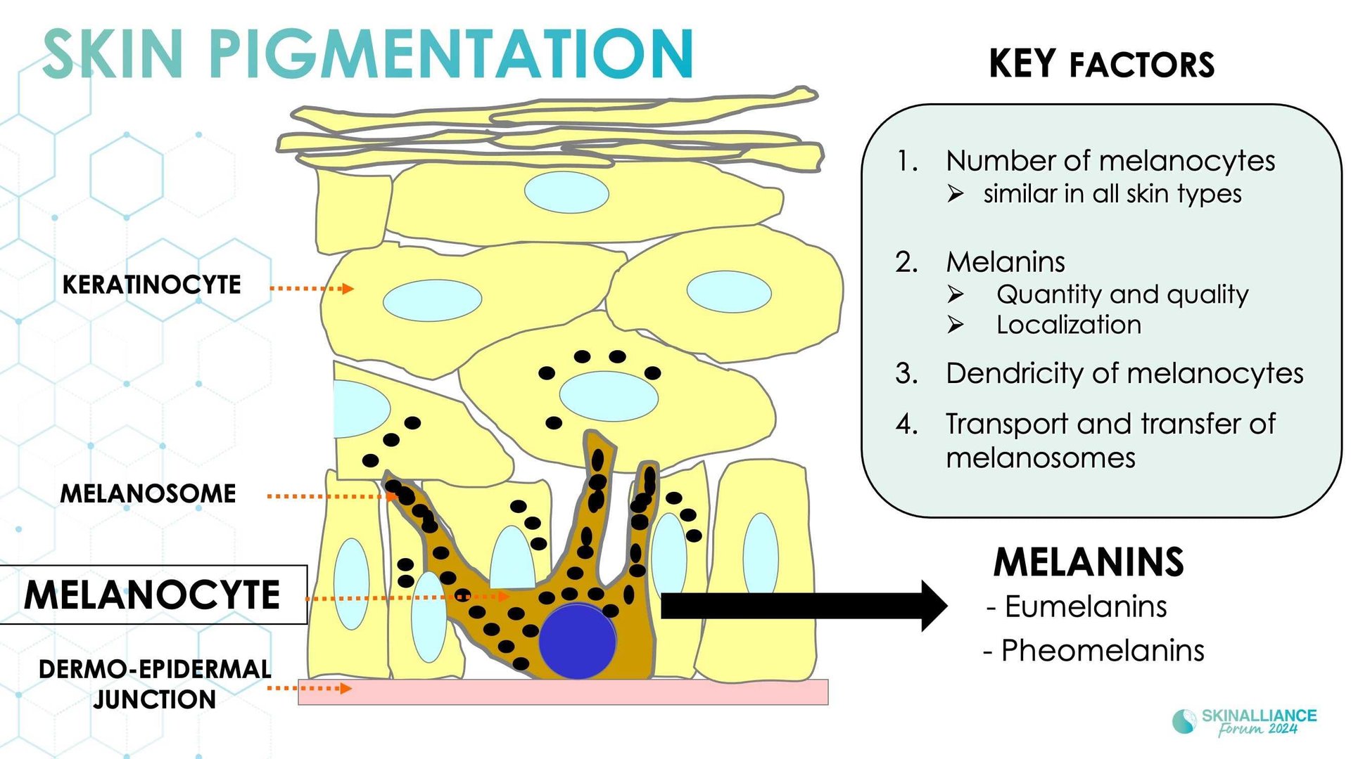 New insights in the physiopathology of hyperpigmentation and clinical impact