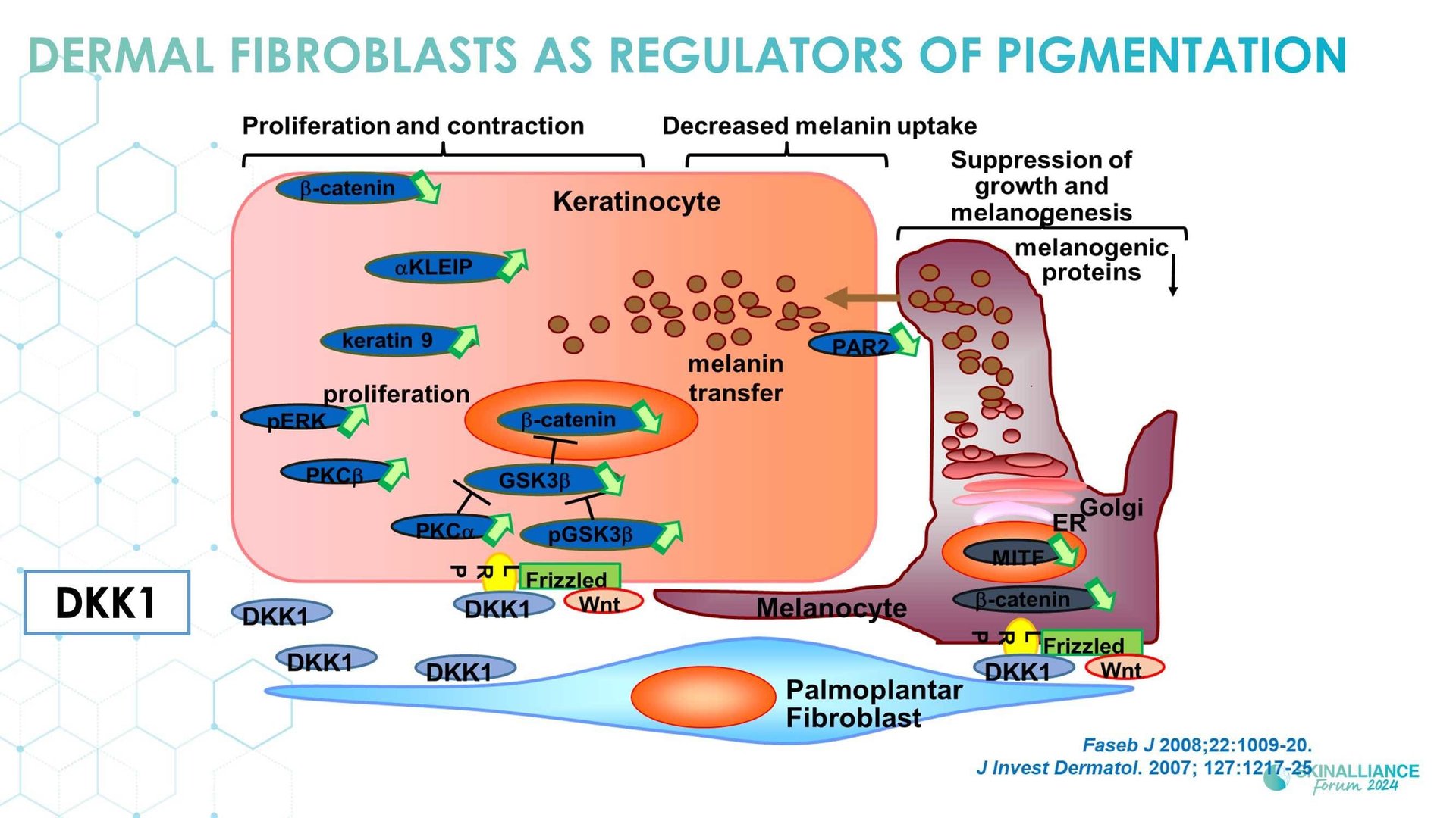 New insights in the physiopathology of hyperpigmentation and clinical impact