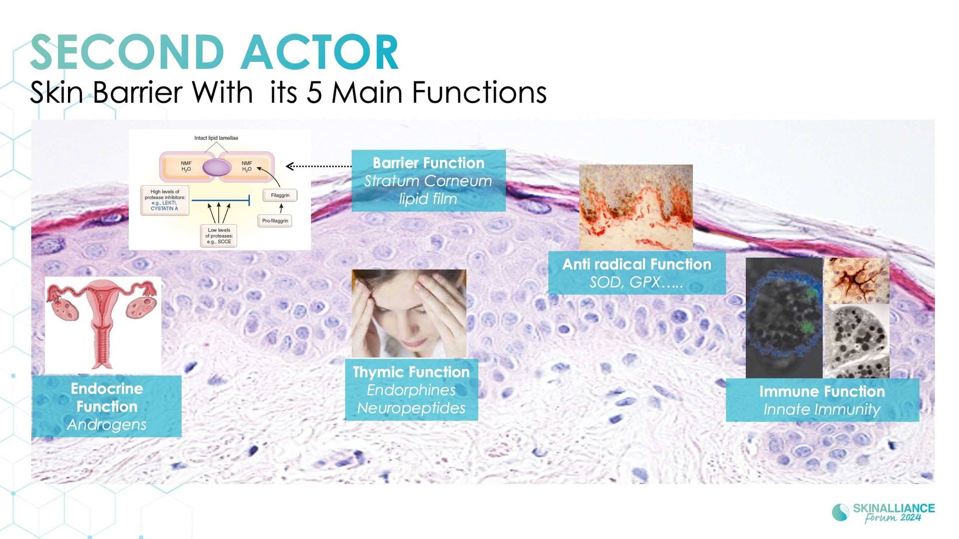 The skin microbiome: what's new?