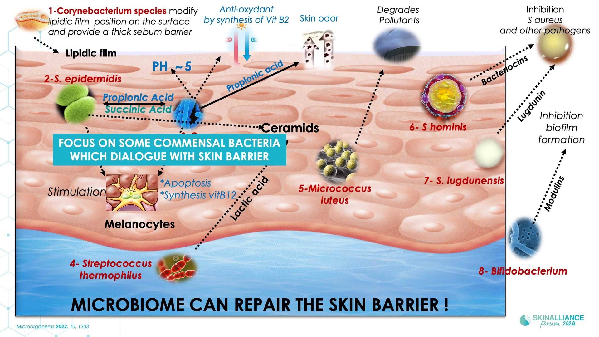 The skin microbiome: what's new?