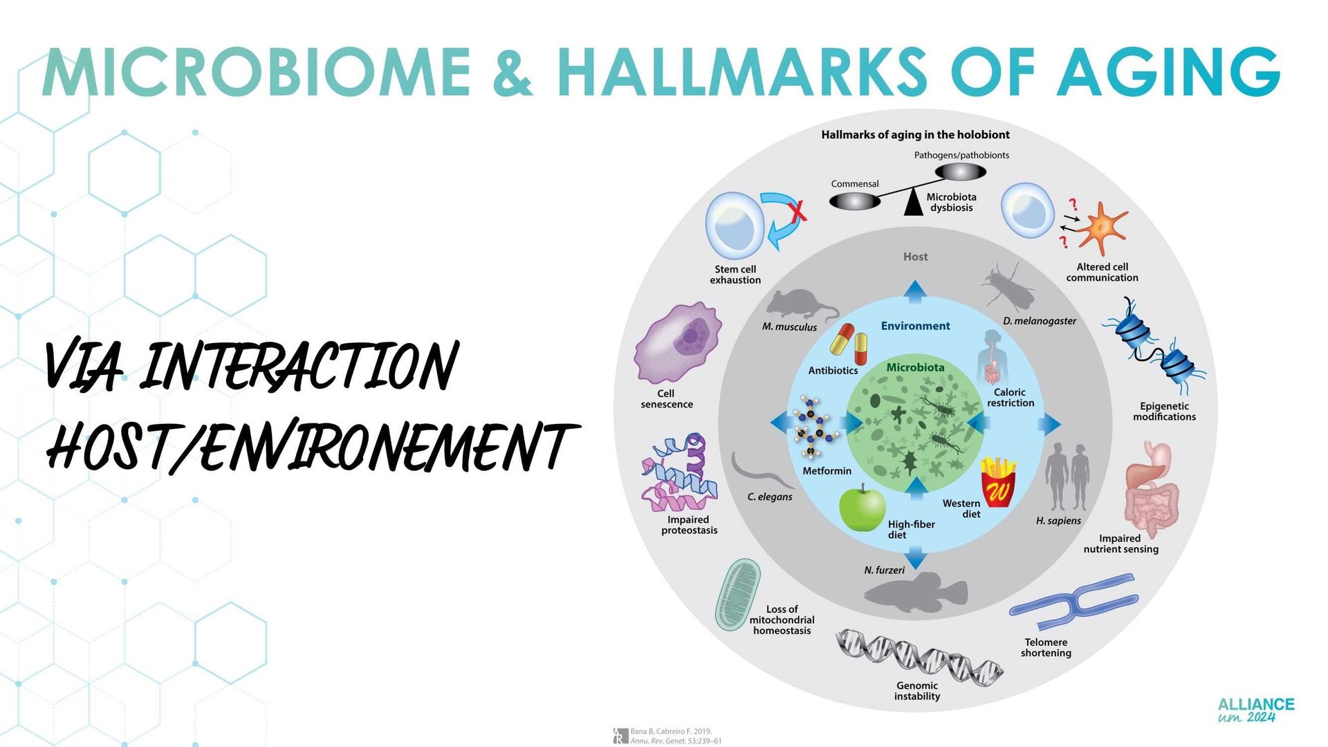 Microbiome as a new target for aging?