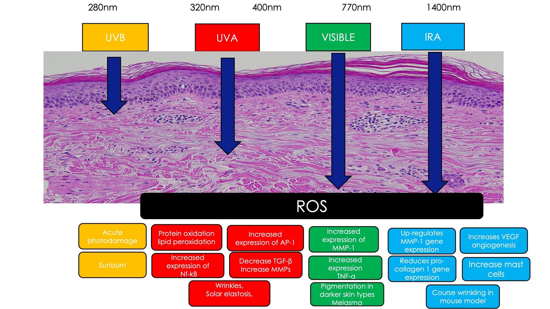 Topical antioxidant ingredients