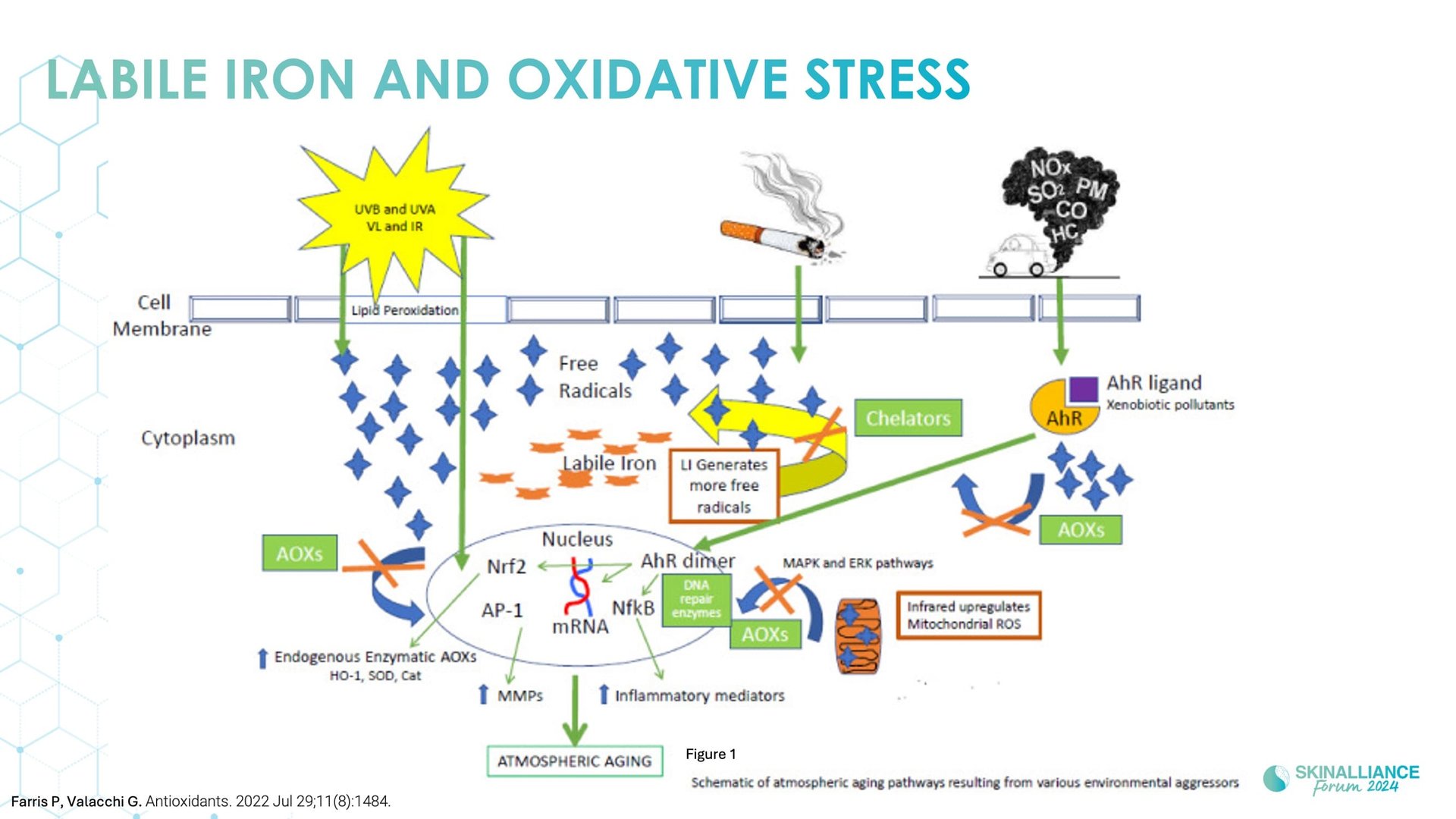 Topical antioxidant ingredients