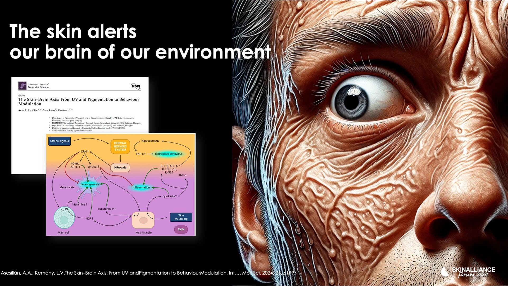 Novel peptides / Anti-ageing ingredients