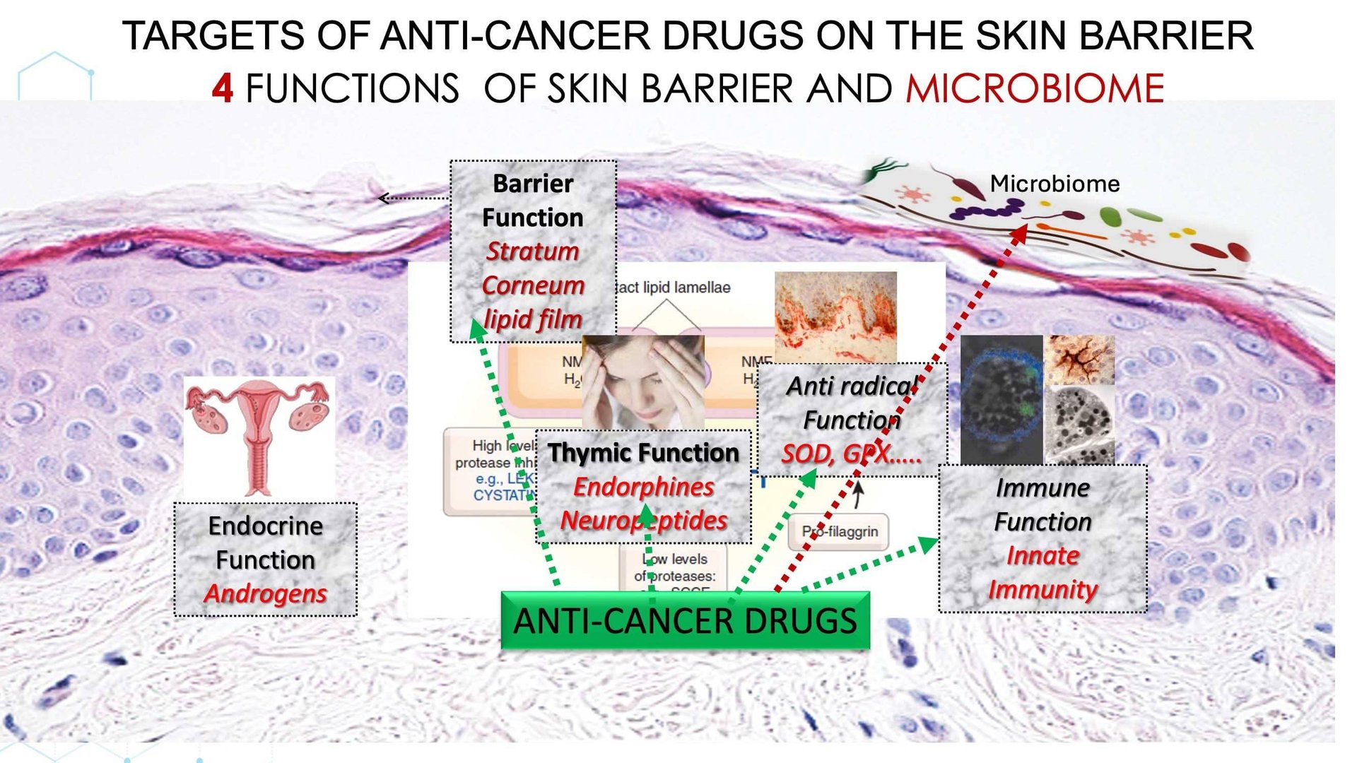 Anticancer-related skin toxicities management of adverse event
