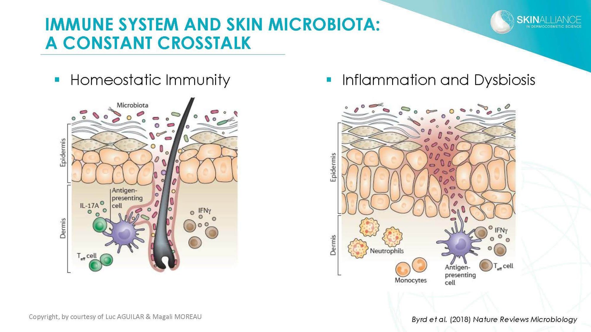 J2 Luc Aguilar _ Magali Moreau - Understanding the Skin Microbiome_Page_11
